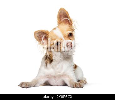 Chihuahua guarda la telecamera sdraiata davanti a uno sfondo bianco Foto Stock