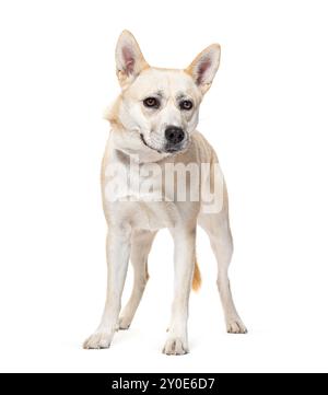 Cane Boxsky. Mescolare Husky con il pugile, isolato su bianco Foto Stock