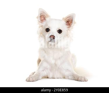 Chihuahua guarda la telecamera sdraiata davanti a uno sfondo bianco Foto Stock