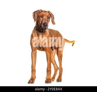 Il giovane rodesiano Ridgeback indossa un colletto, isolato sul bianco Foto Stock