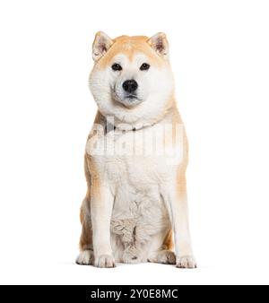 Seduta Shiba inu con un collare per cani, isolata sul bianco Foto Stock