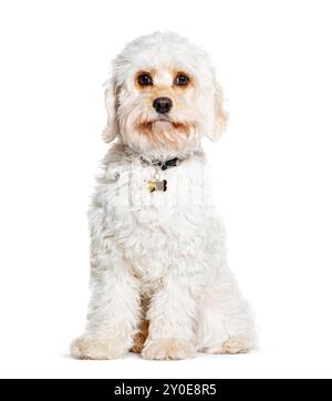 Cavapoo è un cavalier misto King Charles Spaniel con Poodle, che indossa un colletto, isolato su bianco Foto Stock