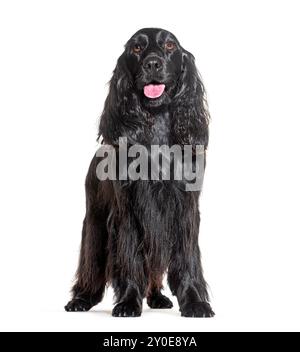 Spaniel Cocker nero con pantalone davanti al bianco Foto Stock