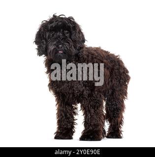 Labradoodle nero che guarda la telecamera, isolato sul bianco Foto Stock