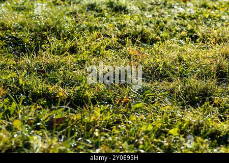 Varietà di grano invernale coperta da gocce di rugiada dopo gelo, grano fresco verde in campo in autunno Foto Stock