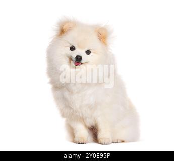 Happy Puppy Pomeranian seduto e guardando la macchina fotografica, di sei mesi, che pintona, isolata sul bianco Foto Stock