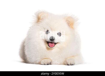 Happy Puppy Pomeranian sdraiato e guardando la macchina fotografica, di sei mesi, che pintona, isolata sul bianco Foto Stock