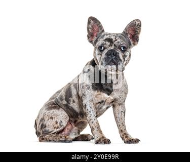 Bulldog francese Blue merle, isolato sul bianco Foto Stock