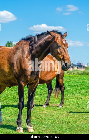Ritratto di cavallo. Cavallo marrone in natura sullo sfondo di case sfocate e cielo blu. Vista frontale Foto Stock
