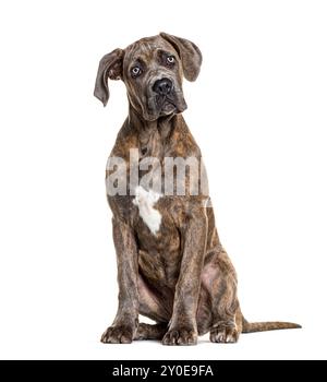 Cane corso seduto, isolato sul bianco Foto Stock