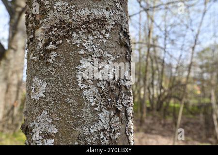 Parmelina tiliacea - un fungo della famiglia dei licheni fogliosi, che cresce sulla corteccia degli alberi Foto Stock