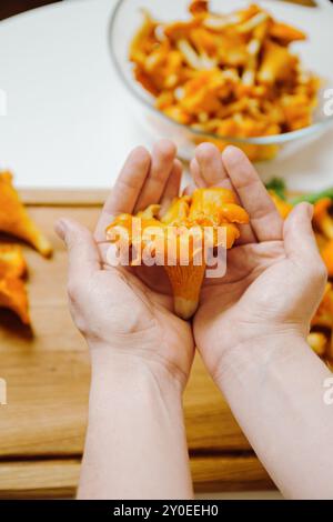 Mani che tengono in mano i funghi Chanterelle freschi Foto Stock