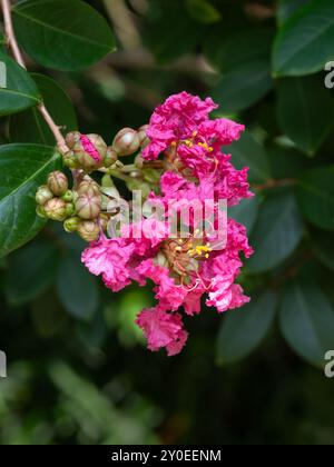 Primo piano di fiori di cratere mirto (Lagerstroemia indica) in un giardino a fine estate Foto Stock