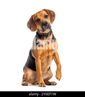 Puggle, misto Pug con Beagle, isolato su bianco Foto Stock
