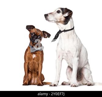 Cani che indossano cravatta e cravat, isolati su bianco Foto Stock