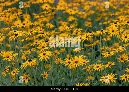 Susan dagli occhi neri e fiori gialli luminosi nel giardino dell'aiuola. Pianta da giardino ornamentale Rudbeckia hirta. Teste di fiori Rudbeckia con cen nero Foto Stock