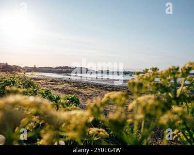 Il sole proietta un caldo bagliore su una baia calma piena di barche mentre i fiori selvatici fioriscono in primo piano, catturando la bellezza tranquilla di una città sul mare a. Foto Stock