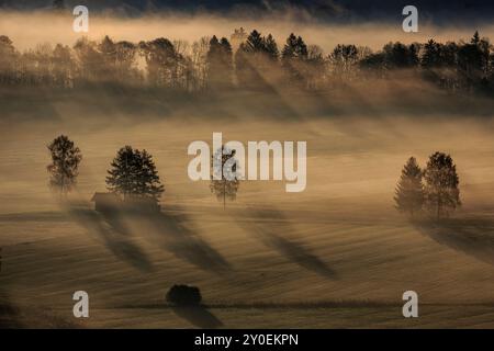 Raggi del sole e lunghe ombre sugli alberi in una mattinata tranquilla, Loisach Kochelsee Moor, Baviera, Germania, Europa Foto Stock