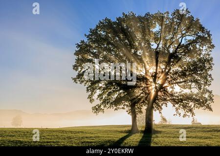 Raggi di sole sugli alberi in condizioni di retroilluminazione, nebbia, paesaggio montano, atmosfera suggestiva, Loisach Kochelsee Moor, Baviera, Germania, Europa Foto Stock