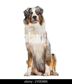 Red merle Pastore Australiano, isolato su bianco Foto Stock