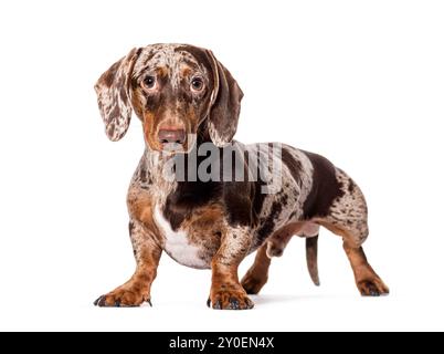 Red Merle Dachshund in piedi davanti, isolato sul bianco Foto Stock