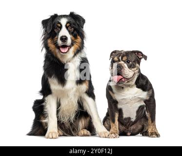 Bulldog inglese e pastore australiano che pantano la lingua appesa alla bocca aperta, isolata sul bianco Foto Stock