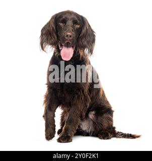 Pantando piccolo cane Münsterländer, isolato su bianco Foto Stock