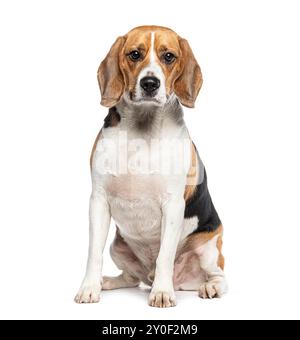 Ritratto di un Beagle adulto che guarda la macchina fotografica, isolato sul bianco Foto Stock