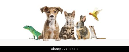 Gruppo di animali domestici appoggiati insieme su un banner Web vuoto per inserire il testo. Gatti, cani, conigli, furetti, roditori, rettile, uccello Foto Stock