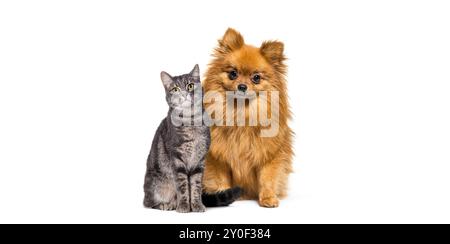 gatto e cane insieme, cane cucciolo e gatto tabby, che guardano la telecamera, isolata sul bianco Foto Stock
