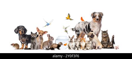 Gruppo di animali domestici in posa gatti e cani; cane, gatto, furetto, coniglio, pesce, roditore, coniglio, isolato sul bianco Foto Stock