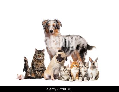 Un gruppo di animali domestici che posa intorno a un pastore australiano; cane, gatto, furetto, coniglio, roditore, isolato sul bianco Foto Stock