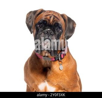 Cane Boxer con un collare rosso seduto e guardando la macchina fotografica Foto Stock