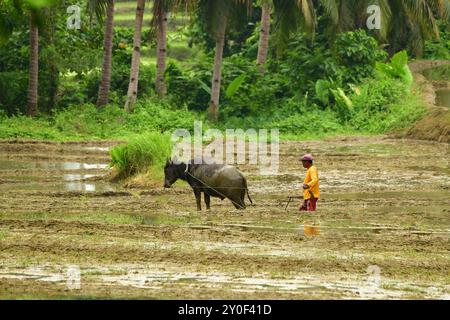 Agricoltore che coltiva una risaia con Carabao (Bubalus bubalis carabanesis), Bohol, Filippine Foto Stock