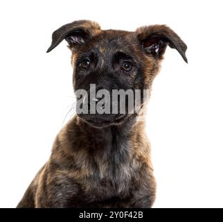 Foto della testa di un cucciolo di pastore olandese, isolato sul bianco Foto Stock