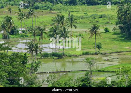 Campi di riso, Loboc, Bohol, Visayas, Filippine Foto Stock