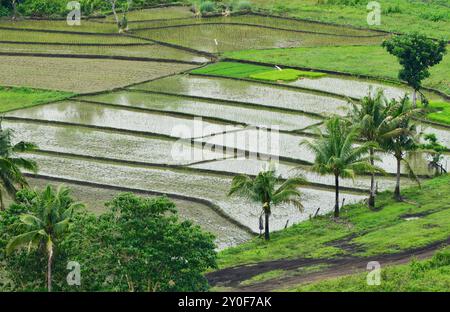 Campi di riso, Loboc, Bohol, Visayas, Filippine Foto Stock