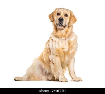 Cane Golden retriever seduto e guardando in alto su sfondo bianco Foto Stock