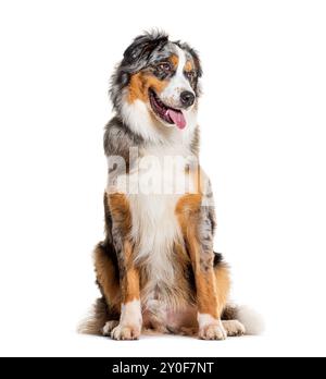 Blue merle seduto pastore australiano che canta e guarda lontano con un aspetto curioso e felice, isolato sul bianco Foto Stock