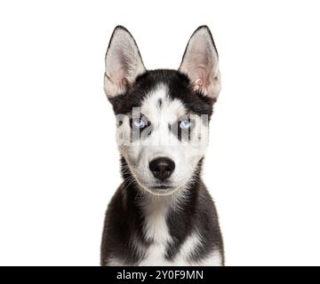 Giovane husky che posa in uno studio, guarda la macchina fotografica con gli occhi blu, sfondo bianco Foto Stock