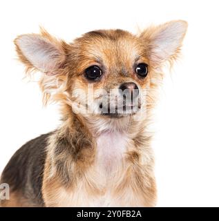 Adorabile chihuahua che sembra curioso con la testa leggermente inclinata di lato Foto Stock