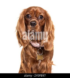 Primo piano di un cavaliere marrone re carlo spaniel su uno sfondo bianco Foto Stock