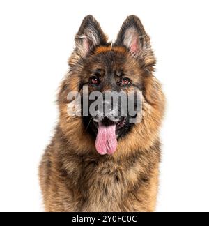 Cane pastore tedesco dai capelli lunghi che piange e sembra attento su uno sfondo bianco Foto Stock