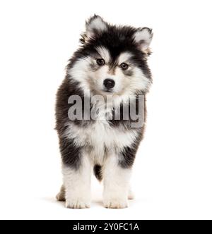 Cucciolo Pomsky di nove settimane in piedi e guardando la telecamera isolata sul bianco Foto Stock