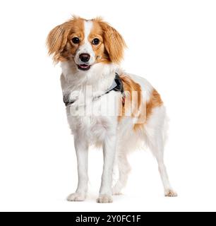 Allegro cane misto Cavalier King Charles e Spitz, con pelliccia soffice su uno sfondo bianco puro Foto Stock