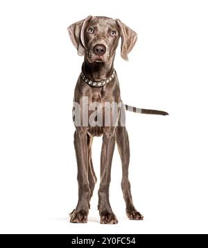 Giovane cane weimaraner con colletto borchiato in piedi su sfondo bianco Foto Stock