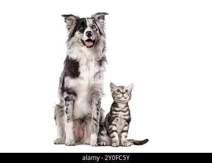 Attento cane da collie di confine seduto accanto a un gattino tabby, guardando lontano, isolato sul bianco Foto Stock