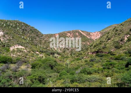 Saguaro argentino o cardon grande cactus sulle montagne nella Quebrada de Escoipe, Valle de Lerma vicino a Salta, Argentina. Foto Stock