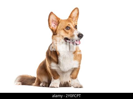 Gallese Corgi Cardigan, seduto, guardando lontano e pantando, isolato sul bianco Foto Stock