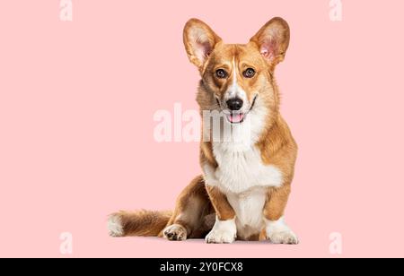 Allegri corgi gallesi di pembroke seduti su un morbido sfondo rosa Foto Stock